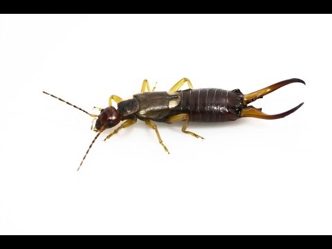 how to i get rid of earwigs