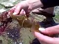 activity-tide-pool-ocean-adventure-cullens-abcs.html