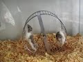 Hamster Backflips