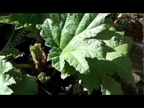 how to grow gunnera