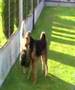 Airedale Terrier video