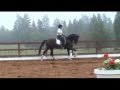 Carlucci Training September. Top of the line 3rd level young horse.