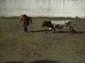 videos de capea chavales nh 10