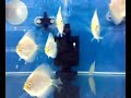 Discus-Snow White