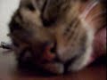 うたう猫動画