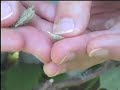 Wildcrafting with Jessie - Usnea Wildcrafting with Jessie - Usnea