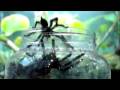 videos de T. plumipes Breeding