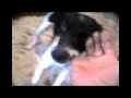 loco perro asesino (otra pelotudez no lo veas)