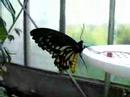 Cairns Birdwing