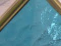 simeri crichi dogs 16122009.mp4