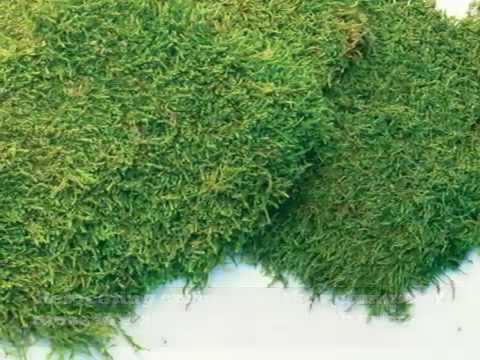 how to transplant reindeer moss