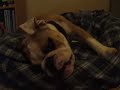Jiggs vs the Bean Bag Chair
