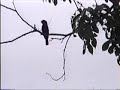 Azul�o (Cyanocompsa brissonii)