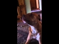 Hughey and Scooter howling - YouTube