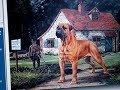 125 lb mastiff attacks 5 yo girl