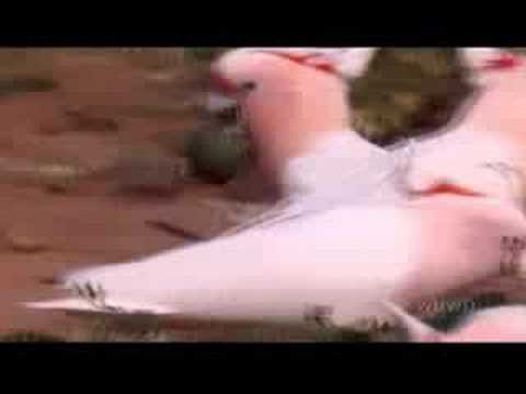 how to care australian parrots