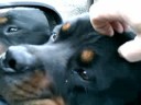 HARVEY THE DOG