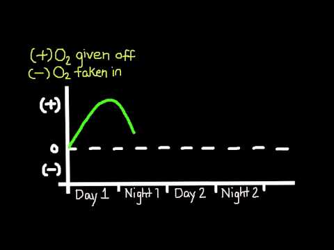 how to measure photosynthesis
