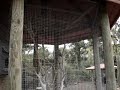 Naples Zoo Parrots