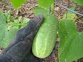 Mid-November in our garden is time to check out the profusion of blooms on our Angel Trumpet, picking the first cucumber of the fall crop, and looking over the butterfly garden, Sandy and Orphy were ready to help.