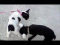 quedada bulldog frances 6 vinaroz