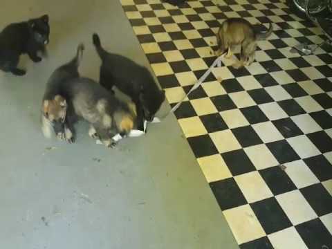 Puppies at play Memorial day morning