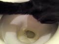 Click here to watch this video ケビン王子☆トイレタイム♪・・・猫・・・