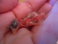 Rescued House Finch Hatchling Rescued House Finch Hatchling