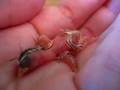 Rescued House Finch Hatchling