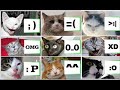 Crazy catz!