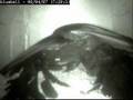 Hyacinth macaws laying first egg.