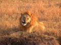 Leeuwen in Serengeti Leeuwen in Serengeti