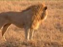 Leeuwen in Serengeti
