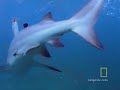 Bull-Sharks