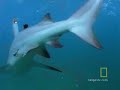 Bull-Sharks