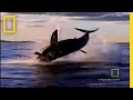 Bull Sharks