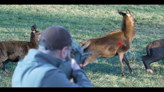 Pellet Gun Versus a Stag