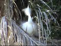 Nesting Egrets -- Garzas anidando Nesting Egrets -- Garzas anidando