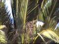 Nesting Egrets -- Garzas anidando