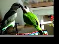 Putita