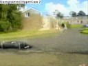 Allendale Stunts - Pikey Beatz Allendale Stunts - Pikey Beatz