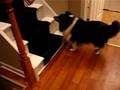 Dog / Canine Kennel Cough