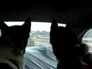 Watch Dogs