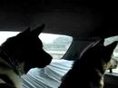 Watch Dogs