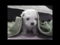 cute baby dog