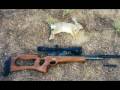 airgun hunting