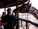 Giraffe Kiss