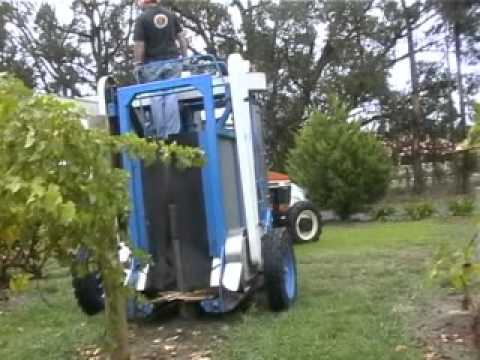 how to harvest wine grapes