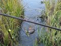 Big Red Fish Reeled in