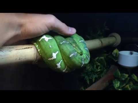 how to care for an emerald tree boa